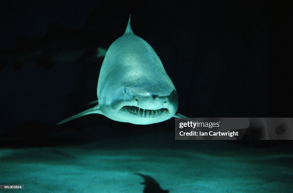 Sand Tiger Shark