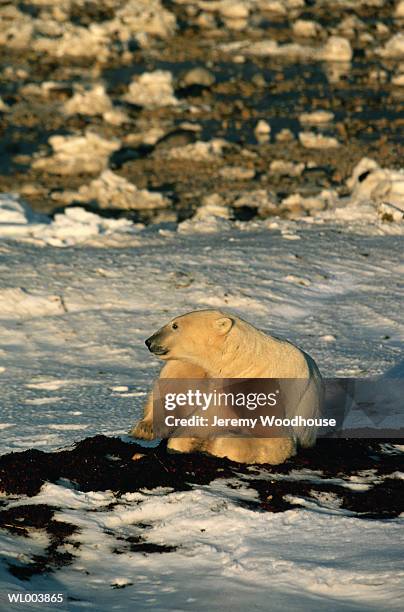 male polar bear - cape churchill stock pictures, royalty-free photos & images