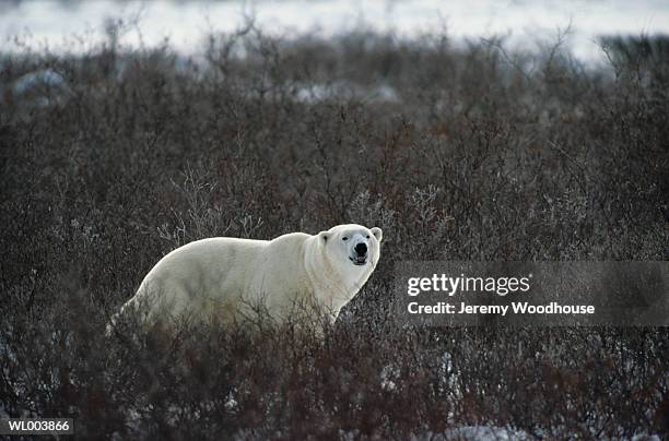 male polar bear - cape churchill stock pictures, royalty-free photos & images