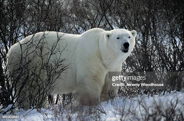 male polar bear - cape churchill stock pictures, royalty-free photos & images