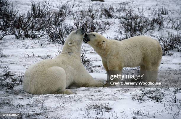 greeting male polar bears - jeremy woodhouse 個照片及圖片檔