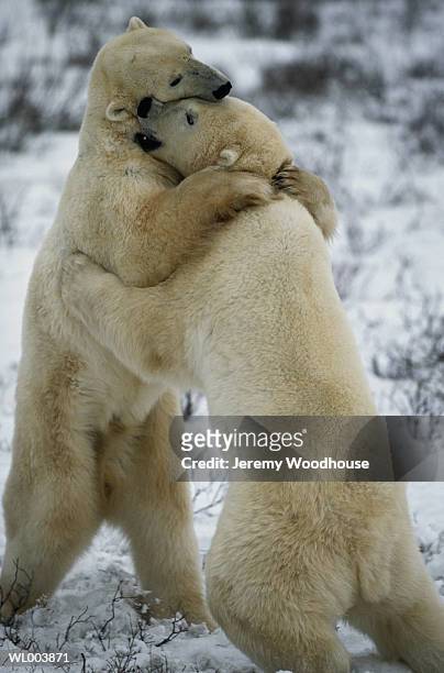 fighting male polar bears - cape churchill stock pictures, royalty-free photos & images