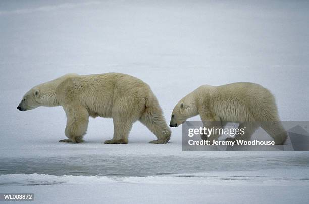 female and cub polar bears - animal stage bildbanksfoton och bilder