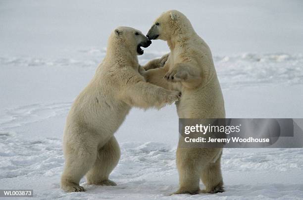 fighting male polar bears - jeremy woodhouse 個照片及圖片檔