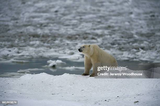 male polar bear in snow - cape churchill stock pictures, royalty-free photos & images