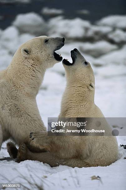 fighting male polar bears - jeremy woodhouse 個照片及圖片檔