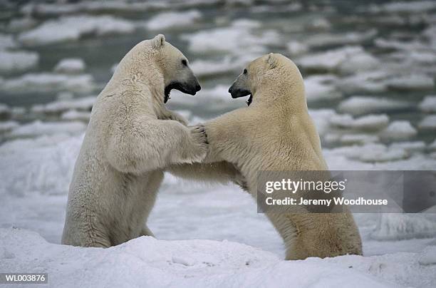 fighting male polar bears - canadas grammy night a salute to canadas nominees at the 58thgrammy awards and showcase of canadian music excellence stockfoto's en -beelden