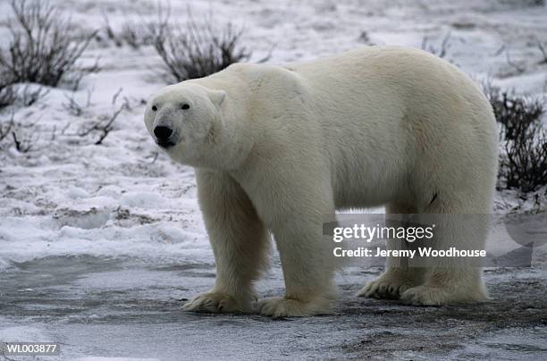 male polar bear - cape churchill stock pictures, royalty-free photos & images