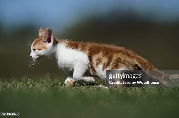 stalking kitten - jeremy woodhouse 個照片及圖片檔
