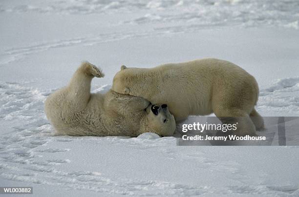 fighting male polar bears - estados de agua fotografías e imágenes de stock
