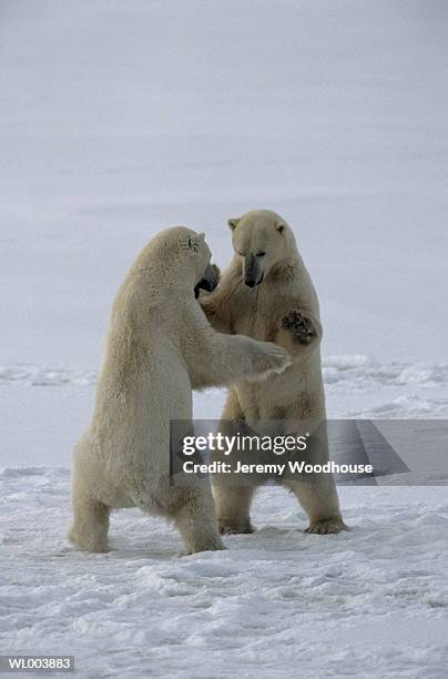 fighting male polar bears - cape churchill stock pictures, royalty-free photos & images