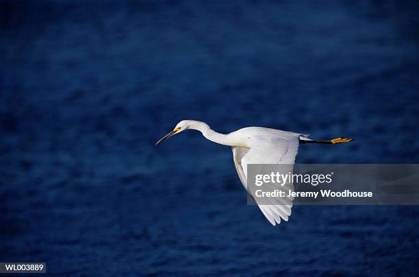 snowy egret in flight - snowy egret stockfoto's en -beelden