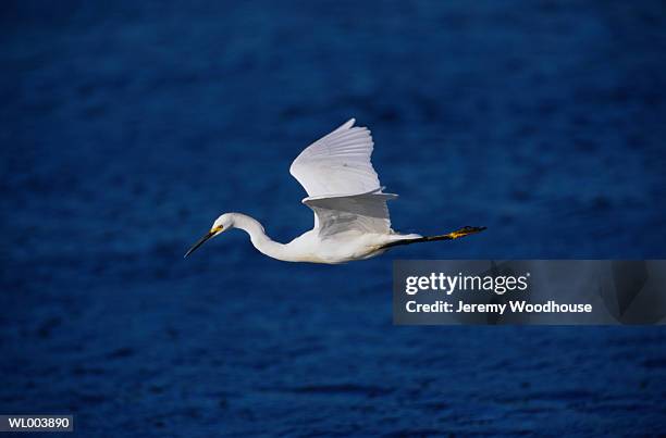 snowy egret in flight - snowy egret stock pictures, royalty-free photos & images