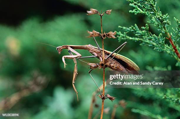 praying mantis (mantis religiosa) close-up - funeral held for boxing legend muhammad ali in his hometown of louisville kentucky stockfoto's en -beelden