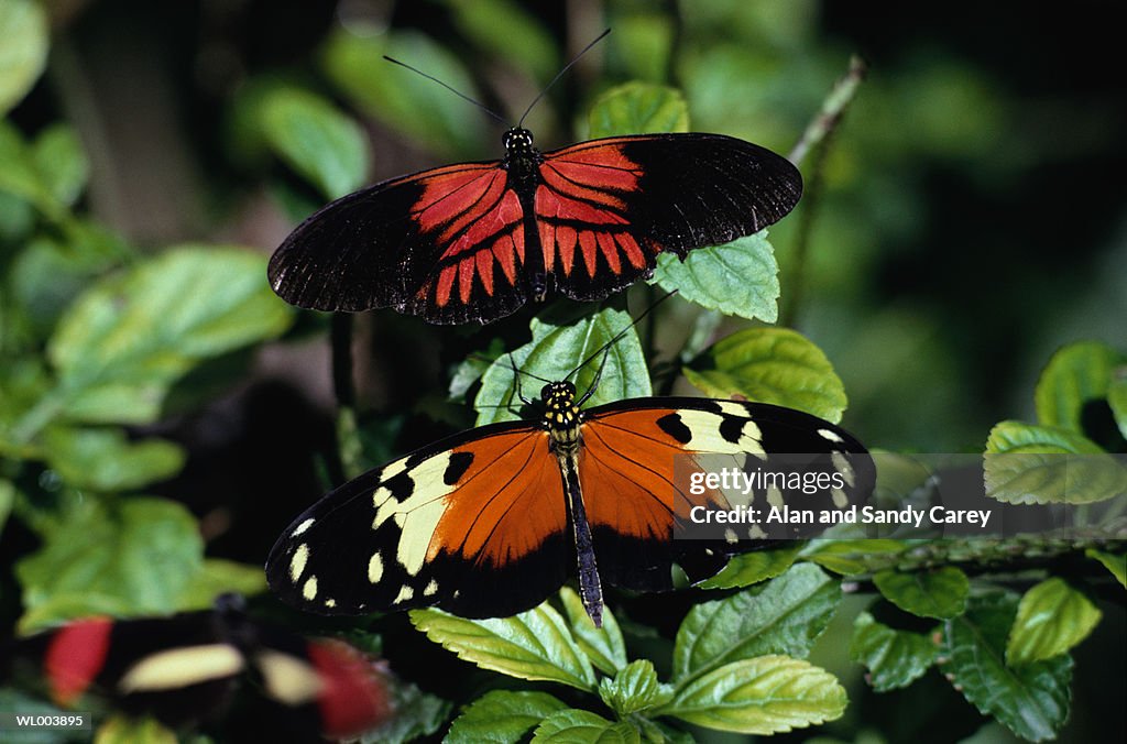 Two butterflies (Lepidoptera sp.) on leaf, close-up