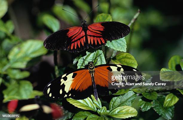 two butterflies (lepidoptera sp.) on leaf, close-up - animal back foto e immagini stock