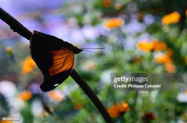butterfly historis odius - plant attribute stock pictures, royalty-free photos & images