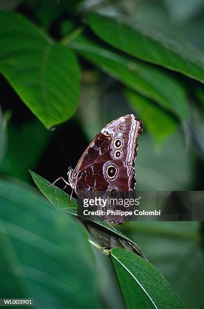 butterfly on leaf - premiere of warner bros pictures kong skull island stockfoto's en -beelden