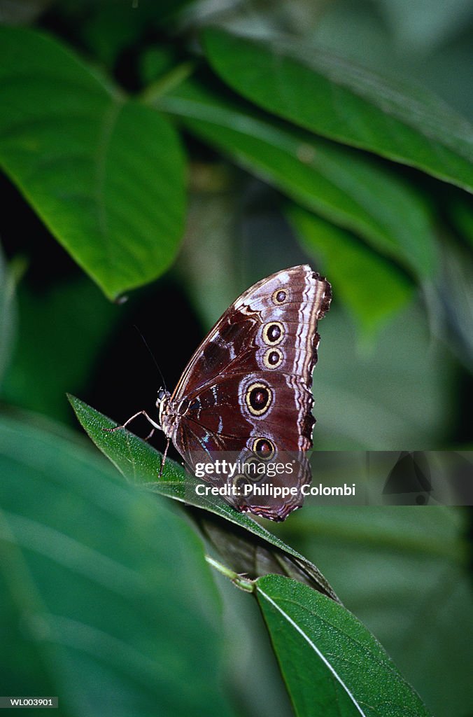 Butterfly on Leaf