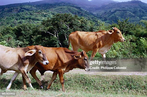cows walking - kleine groep dieren stockfoto's en -beelden