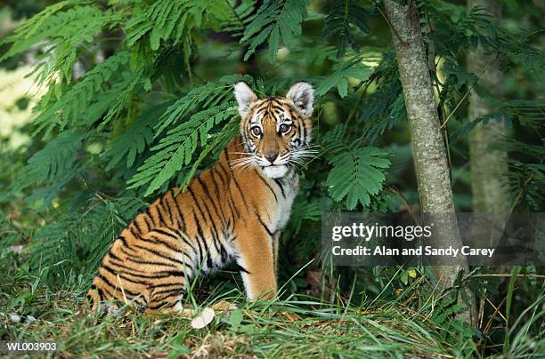 bengal tiger (panthera tigris) cub sitting - animal stage bildbanksfoton och bilder