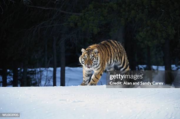 siberian tiger (panthera tigris altaica) standing in snow - estados de agua fotografías e imágenes de stock