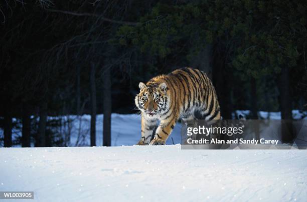 siberian tiger (panthera tigris altaica) standing in snow - 野茂 英雄 dodgers or mets or brewers or tigers or red sox or rays or royals stock pictures, royalty-free photos & images