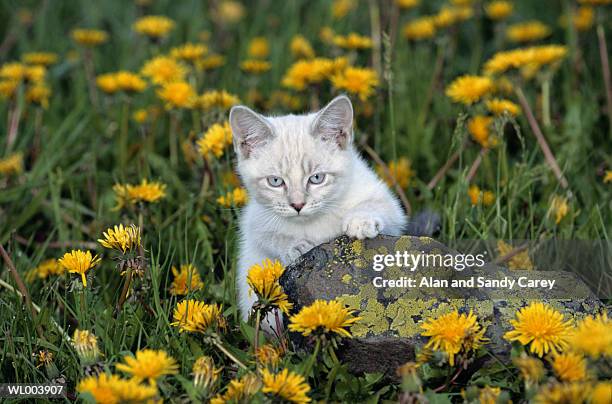 white kitten behind rock - famiglia delle margherite foto e immagini stock