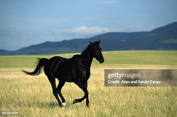 black stallion running in meadow - alan sandy carey horse stock pictures, royalty-free photos & images