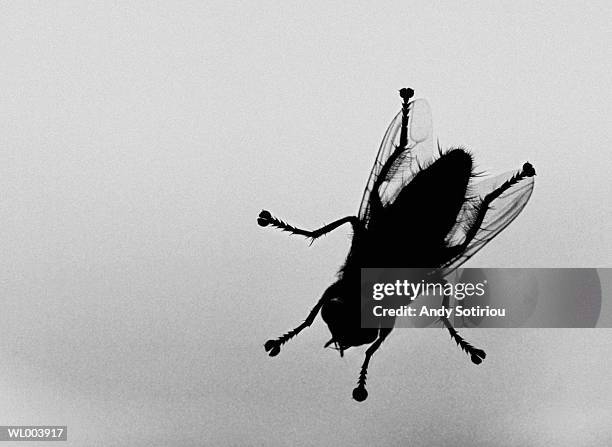 housefly silhouette - arthropod fotografías e imágenes de stock