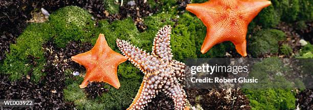 starfish close-up - grupo pequeno de animais - fotografias e filmes do acervo