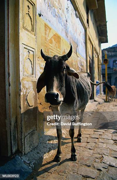 bull in indian village - bull stock-fotos und bilder