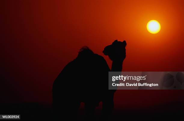 camel silhouette - 動物の状態 ストックフォトと画像