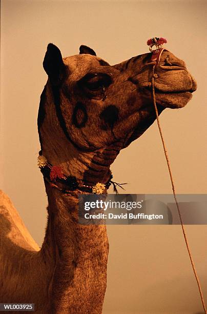 camel with decorative bridle - animale da lavoro foto e immagini stock