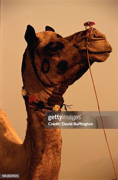 camel with decorative bridle - werkdier stockfoto's en -beelden