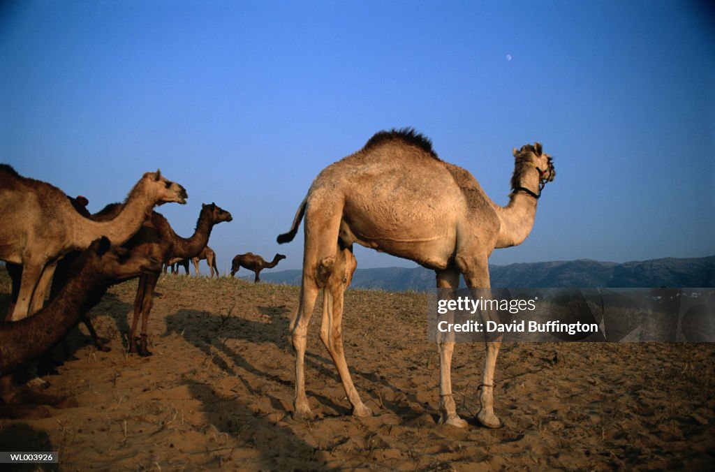 Camels in the Desert