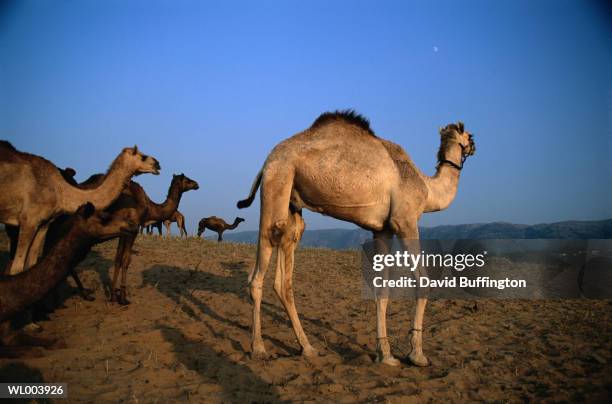 camels in the desert - werkdier stockfoto's en -beelden