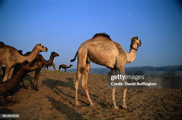 camels in the desert - arbetsdjur bildbanksfoton och bilder