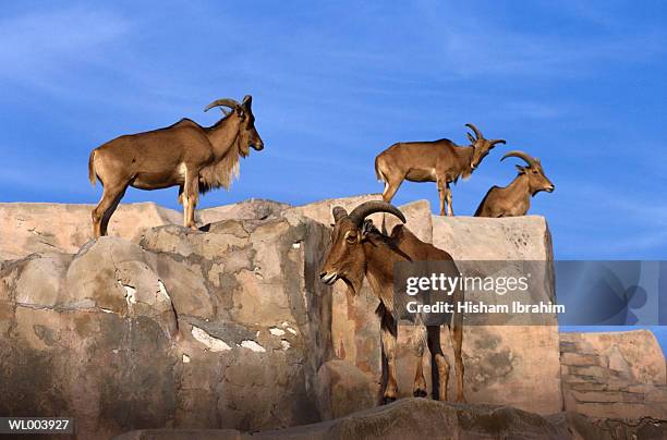 barbary sheep - kleine groep dieren stockfoto's en -beelden