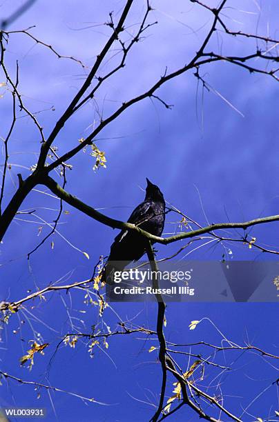 raven in tree - film independent hosts directors close up screening of lady bird stockfoto's en -beelden