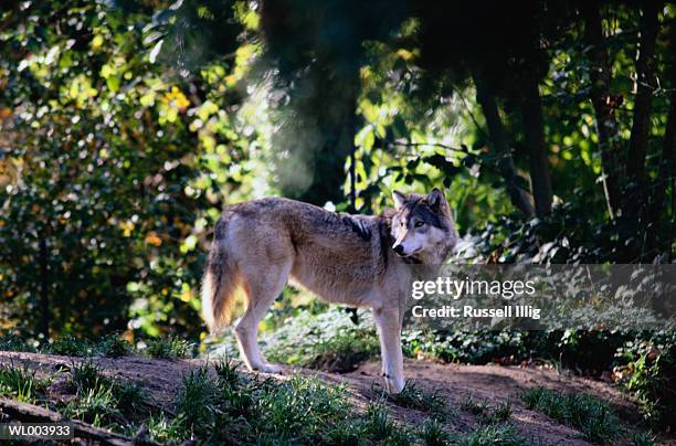 wolf standing - espèces menacées photos et images de collection