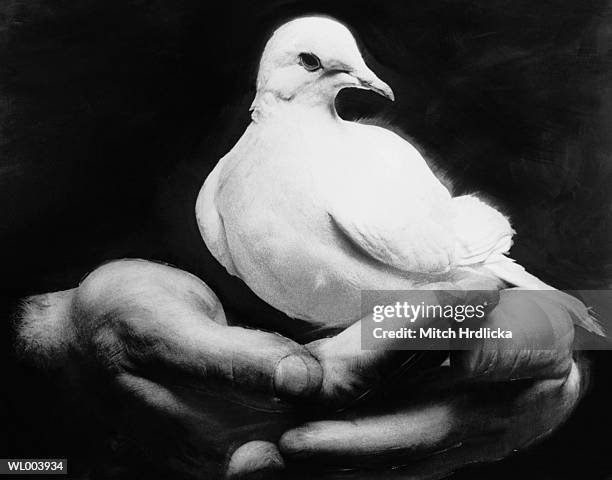 dove in hands - dove foto e immagini stock