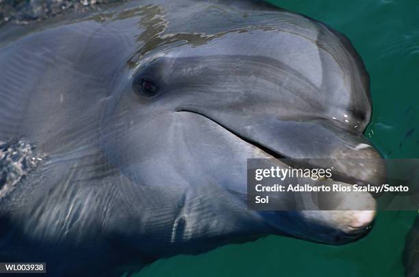 dolphin - aquatic mammal stock pictures, royalty-free photos & images
