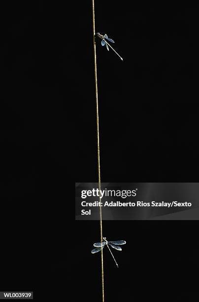 dragonflies on a reed - artrópodo fotografías e imágenes de stock