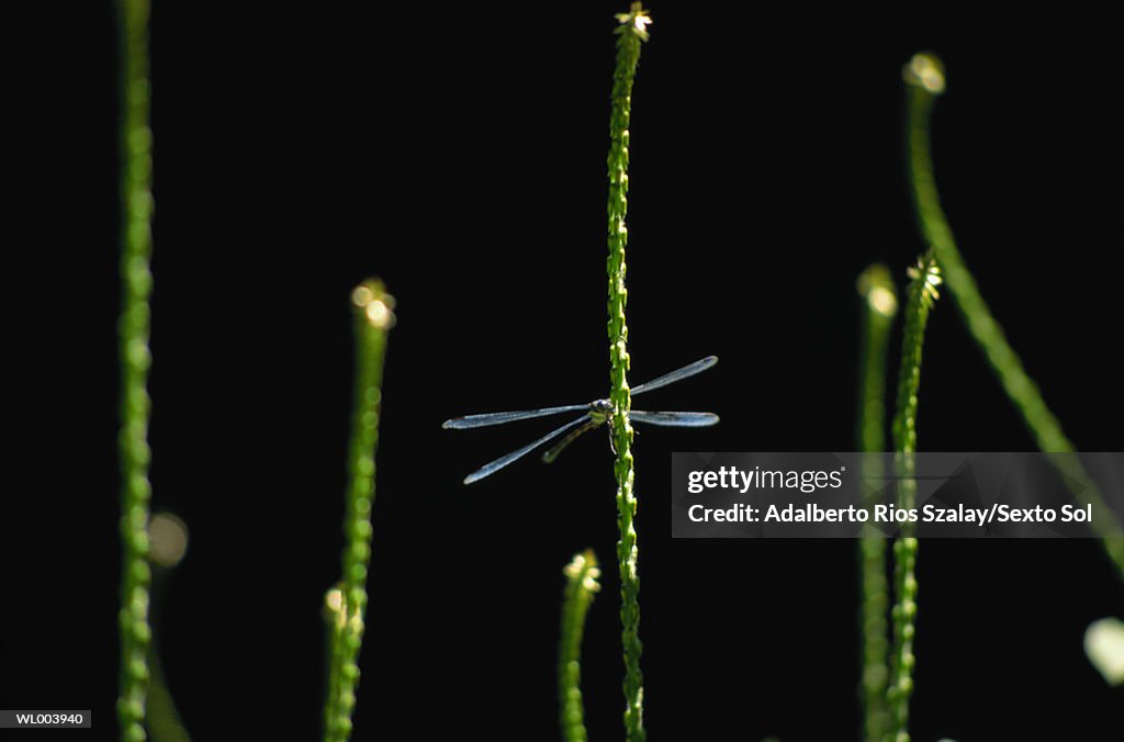 Dragonfly and Reeds