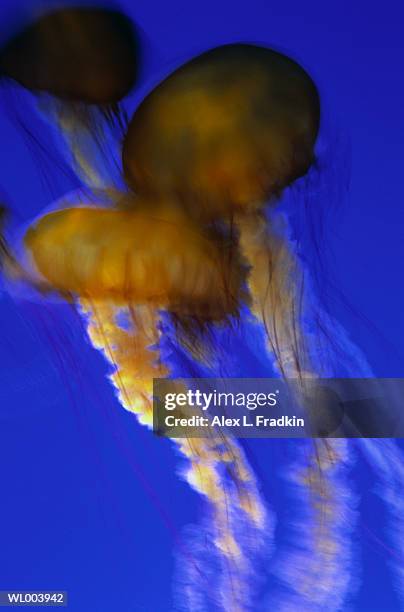 jellyfish in aquarium - grupo pequeno de animais - fotografias e filmes do acervo