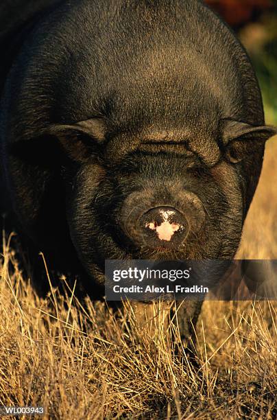 pot-bellied pig, close-up - years since the birth of benazir bhutto the 1st female leader of a muslim country stockfoto's en -beelden