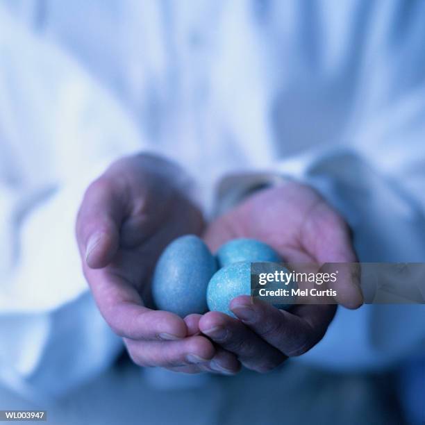 holding robin eggs - animal stage stock pictures, royalty-free photos & images