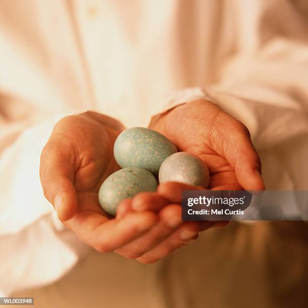 holding robin eggs - animal stage stock pictures, royalty-free photos & images