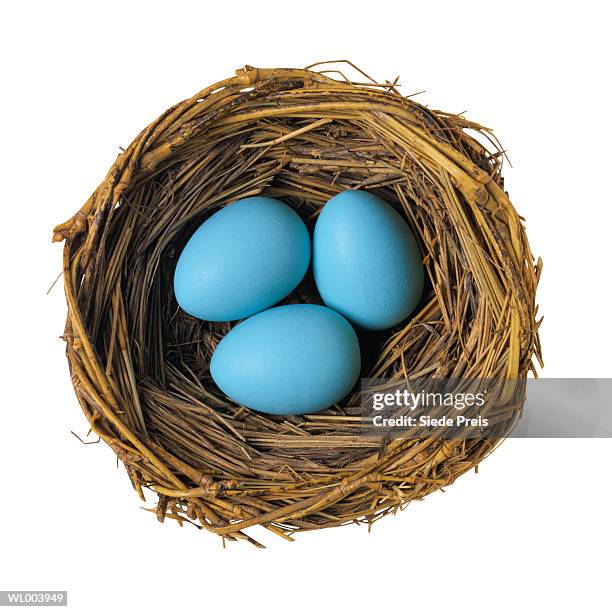 robin eggs in nest - animal stage stock pictures, royalty-free photos & images